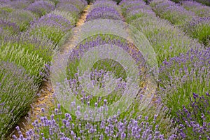 Fields of fragrant lavender / landscape