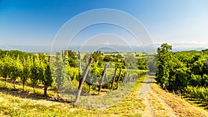 The fields of Friuli Venezia-Giulia cultivated with grapevines