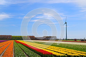 Fields full of Dutch colorful tulips