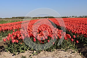 Fields full of tulips that grow colorfully on island Goeree Overflakkee during the spring to harvest flower bulbs later in the Net
