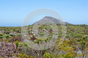 Fields of fynbos at Cape Point Park photo