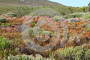 Fields of fynbos at Cape Point Park