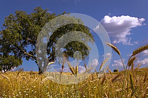 Fields of Gold