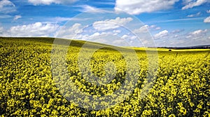 Fields of Gold (canola flower fields) and a blue sky