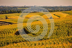 Fields of Gold in the Corn State of Iowa photo