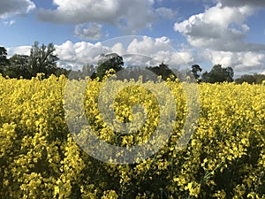 Fields of gold - Rapeseed in Shropshire in Spring