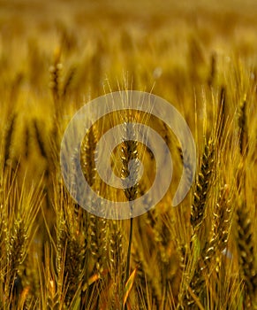 Fields of golden wheet