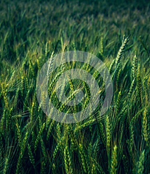 Fields of golden wheet