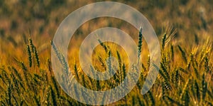 Fields of golden wheet