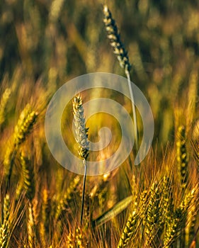 Fields of golden wheet