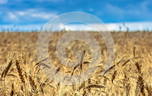 Fields of golden wheet