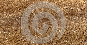 Fields of golden wheet