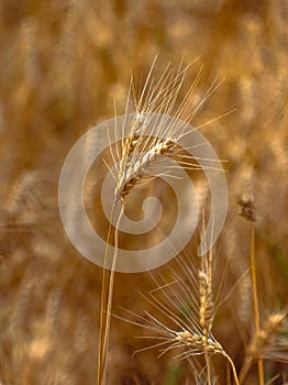 Fields of golden wheet