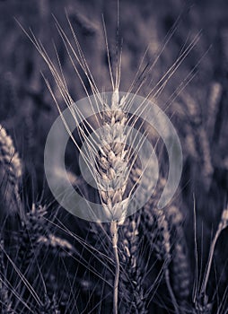 Fields of golden wheet