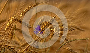 Fields of golden wheet