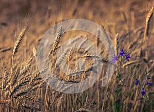 Fields of golden wheet