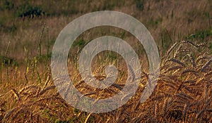 Fields of golden wheet