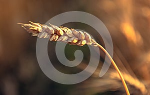 Fields of golden wheet