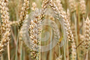 Fields and grain from which bread is made to eat.