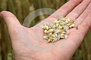Fields and grain from which bread is made to eat.
