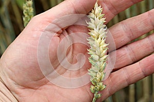 Fields and grain from which bread is made to eat.