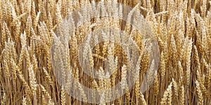 Fields and grain from which bread is made to eat.