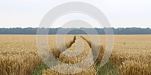 Fields and grain from which bread is made to eat.