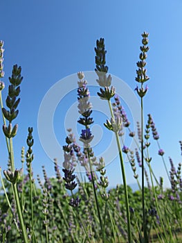 Fields of grass and flowers,