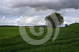 Fields of grass and a solitary tree in a green field under a stormy sky