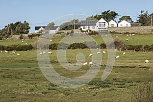 Fields grazing in field near Llanfaelog on Anglesey, Wales