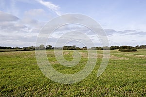 Fields of green