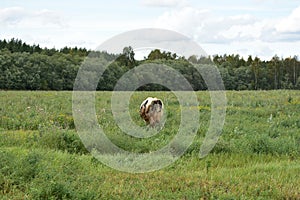 Fields of green grass. Forest areas. Blue sky in the clouds. Summer landscape landscape. Country nature.