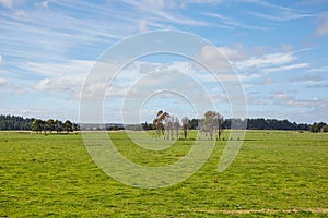 Fields of green pasture