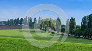 Fields with green wheat under a blue sky landscape