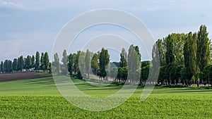 Fields with green wheat under a blue sky landscape