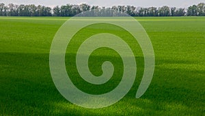 Fields with green wheat under a blue sky landscape