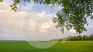 Fields with green wheat under a blue sky landscape