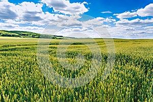 Fields with green wheat, wheat crop forecasts