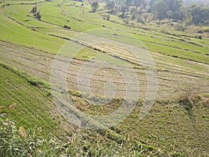 fields of green wheats