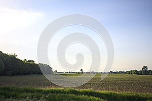 Fields and groves at sunset