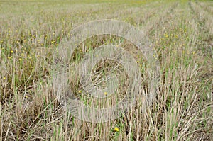 The fields after harvest finished just about wheel track. Brown