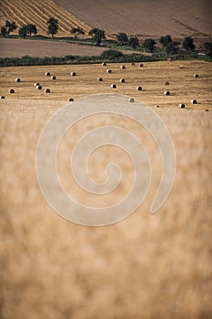 Fields after and during harvest lit