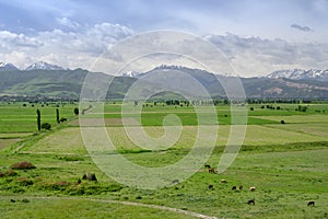 Fields, a herd of cows and horses, a distant village and mountains in Kyrgyzstan