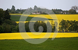 Fields and hills covered in bright yellow canola, colza or rapeseed flowers. Colorful blossom field of colza
