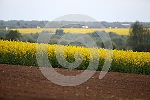 Fields and hills covered in bright yellow canola, colza or rapeseed flowers. Colorful blossom field of colza