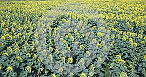 Fields with an infinite sunflower. Agricultural field