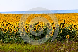 Fields with an infinite sunflower. Agricultural field