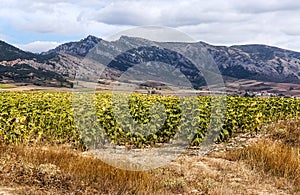 Fields of La Rioja