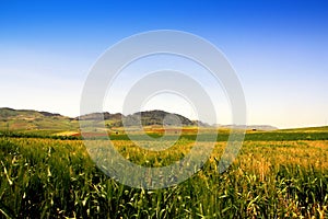 Fields landscape. Italy