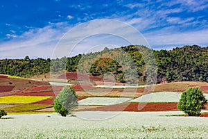 Fields landscaped Shan state Myanmar